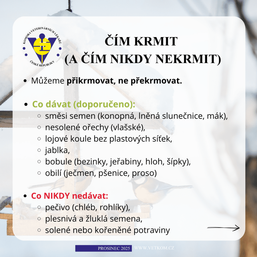 2025-12-08-03. čím krmit ptactvo v zimě.png